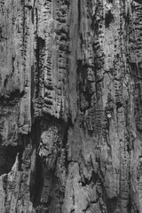 Obraz premium Tree Bark Cypress Texture Background Black and White
