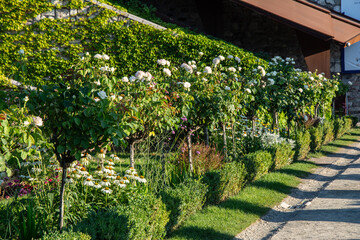 Obraz premium Blossom of white rose flowers growing in rosarium in public garden