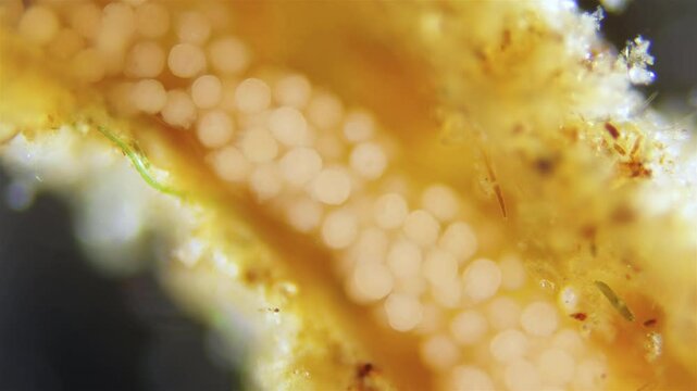 Eggs with developing larvae worm Polydora sp. under microscope, family Spionidae, class Polychaeta. They lay eggs in tubes in which they develop. White Sea.