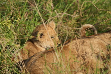close up of a lion cub hidden in the grass in the serengeti national park