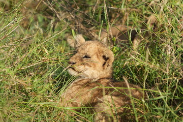 close up of a lion cub hidden in the grass in the serengeti national park
