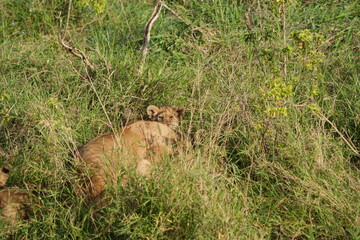 Tiny Lion Cub Hidden in Tall Grass in Serengeti National Park, Tanzania