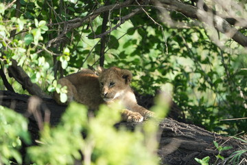  baby lions (lion cub) hiding under foliage and sitting on a rock, tranquil cute background, wallpaper