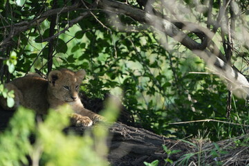  baby lions (lion cub) hiding under foliage and sitting on a rock, tranquil cute background, wallpaper