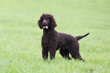Irish Water Spaniel