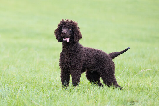 Irish Water Spaniel" Images – Browse 471 Stock Photos, Vectors, and Video |  Adobe Stock
