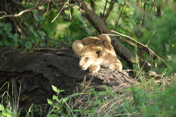 CLOSE UP OF BABY LION (lion cubs) hiding under foliage and sitting on a rock, tranquil cute background
