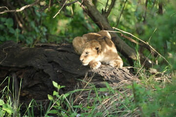 pair of baby lions (lion cubs) hiding under foliage and sitting on a rock, tranquil cute background