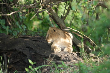 CLOSE UP OF BABY LION (lion cubs) hiding under foliage and sitting on a rock, tranquil cute background