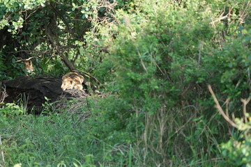 pair of baby lions (lion cubs) hiding under foliage and sitting on a rock, tranquil cute background