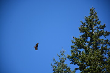 Soaring Hawk Against a Clear Blue Sky with Evergreen Trees in the Foreground