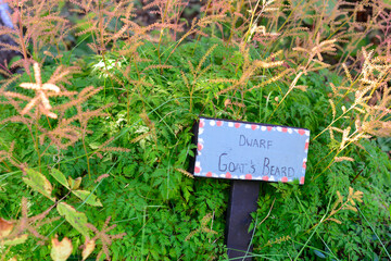 A blue wooden sign with a dwarf goat's beard in black text.  There's decorative white and red around the edge of the signage. The marker is among lush green flowers. The flower section is long sprigs.