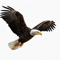 Fototapeta premium Weißkopfseeadler im Kopf freigestellt vor weißem Hintergrund