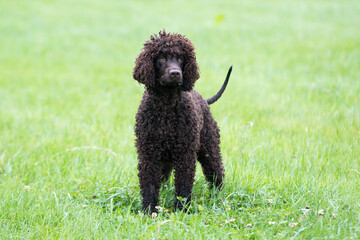 Irish Water Spaniel