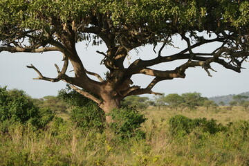 lion laying in a tree in the serengeti national park tanzania