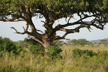 lion laying in a tree in the serengeti national park tanzania