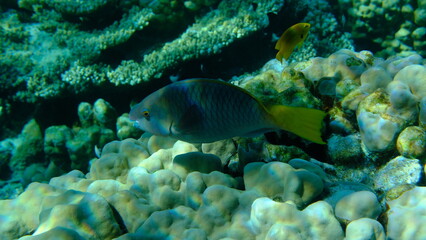 Rusty parrotfish (Scarus ferrugineus) female undersea, Red Sea, Egypt, Sharm El Sheikh, Montazah Bay