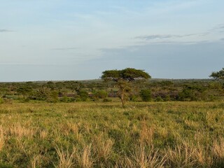 portait wallpaper of a herd of gnoes roaming the serengeti national park in tanzania, great...