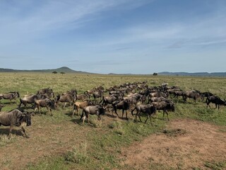 portait wallpaper of a herd of gnoes roaming the serengeti national park in tanzania, great...