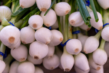 A bundle of edible white spring onions, and scallions, with long green stalks for sale at a farm. The harvested organic vegetable bulbs are bright white and the green stems are tubular shaped.  