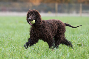 Irish Water Spaniel