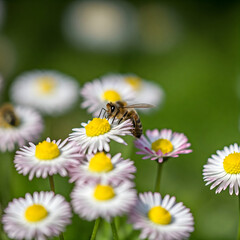 Obraz premium animals 