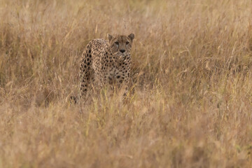 Gepard in der Savanne
