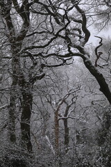 Twisted trees in a snow covered winter forest