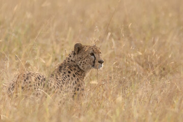 Gepard in der Savanne
