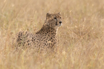 Gepard in der Savanne