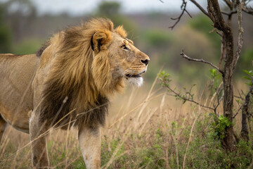 Fototapeta premium Majestic male lion walking in savanna grassland.