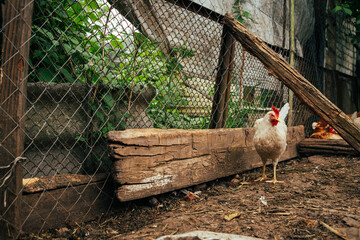 White Chicken Wandering Near a Wooden Fence in a Rustic Farmyard During the Daytime © Anton Dios