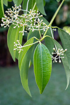 Cinnamon flowers