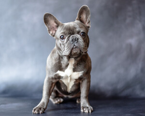 Adorable Blue French Bulldog Portrait – Cute Puppy with Big Ears and Curious Expression on Grey Background – Stock Photo for Pet Lovers, Dog Breeders, and Animal-Themed Marketing Projects