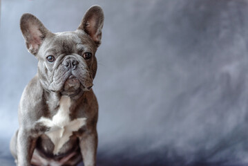 Adorable Blue French Bulldog Portrait – Cute Puppy with Big Ears and Curious Expression on Grey Background – Stock Photo for Pet Lovers, Dog Breeders, and Animal-Themed Marketing Projects
