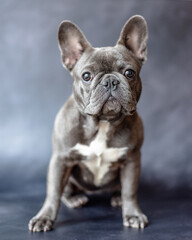 Adorable Blue French Bulldog Portrait – Cute Puppy with Big Ears and Curious Expression on Grey Background – Stock Photo for Pet Lovers, Dog Breeders, and Animal-Themed Marketing Projects