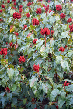 Bixa orellana or Achiote plant