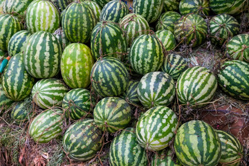 Fes, Morocco. Striped melons for sale in the medina