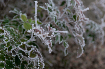 Frozen plants in the winter garden