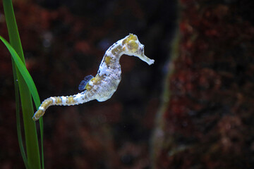 caballito de mar aquarium de donosti san sebastian interior  con peces tiburones mantas rayas país vasco 4M0A4959-as25 © txakel