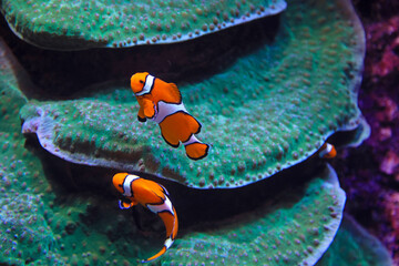 aquarium de donosti san sebastian interior pez payaso  con peces tiburones mantas rayas país vasco 4M0A4986-as25 © txakel