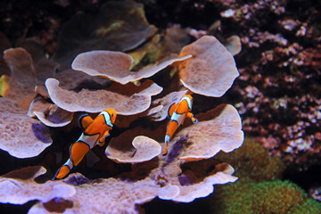 aquarium de donosti san sebastian interior pez payaso  con peces tiburones mantas rayas país vasco 4M0A5012-as25 © txakel