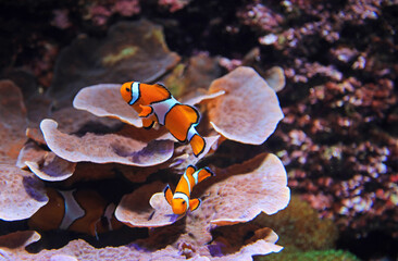 aquarium de donosti san sebastian interior pez payaso  con peces tiburones mantas rayas país vasco...