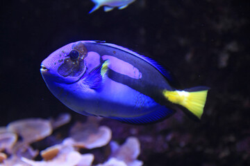 hepatus) aquarium de donosti san sebastian interior con peces tiburones mantas rayas país vasco 4M0A5019-as25 © txakel