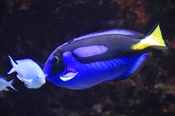 hepatus) aquarium de donosti san sebastian interior con peces tiburones mantas rayas país vasco 4M0A5034-as25 © txakel