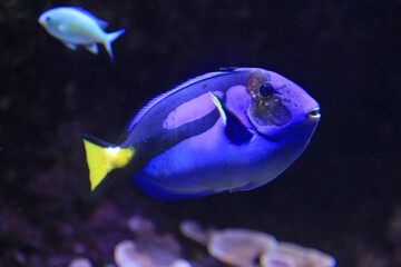 pez cirujano azul o cirujano real (Paracanthurus hepatus) aquarium de donosti san sebastian interior con peces tiburones mantas rayas país vasco 4M0A5021-as25 © txakel