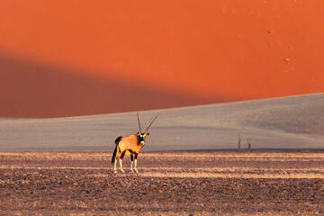 Color stock image of Gemsbok, Namib dunes