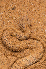 Peringuey's Adder (Bitis peringueyi) in the Namib dunes