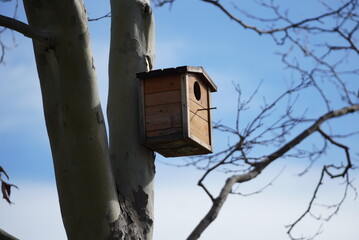 A birdhouse on a tree photographed in early spring against a bright blue sky.