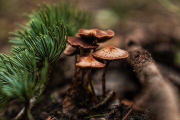 Small beautiful brown mushrooms growing on a coniferous tree in the forest. Photographed close up in focus.